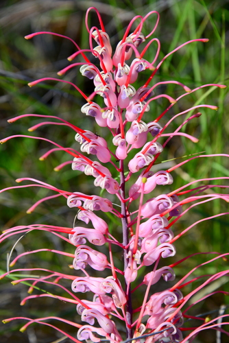 Grevillea (Grevilleas) (alternate view 3)