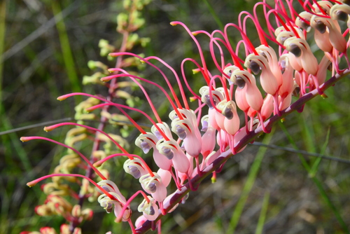 Grevillea (Grevilleas) (alternate view 5)