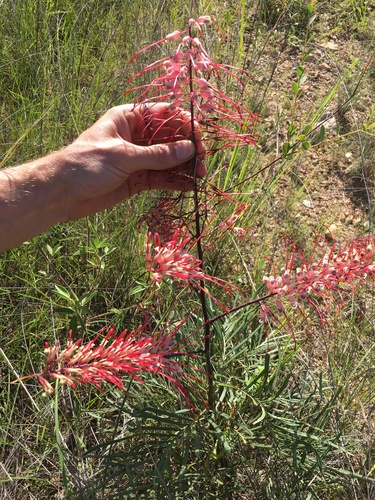 Grevillea (Grevilleas) (alternate view 4)