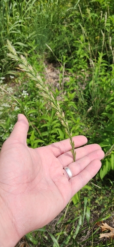 Lolium × boucheanum (Hybrid Ryegrass)
