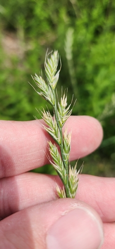 Lolium × boucheanum (Hybrid Ryegrass) (alternate view 2)