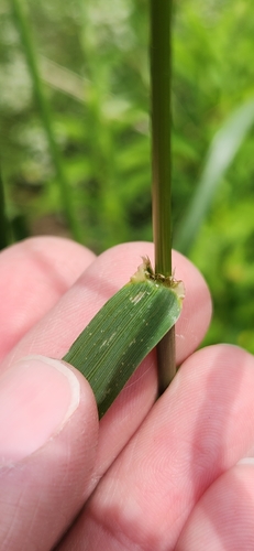 Lolium × boucheanum (Hybrid Ryegrass) (alternate view 3)