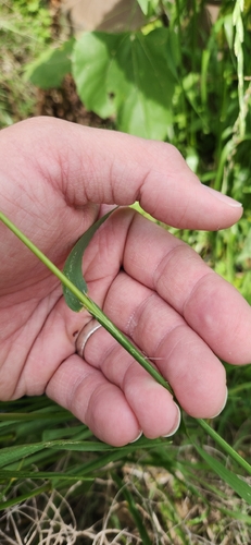 Lolium × boucheanum (Hybrid Ryegrass) (alternate view 4)