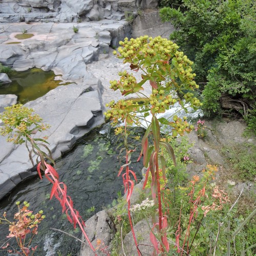 Euphorbia ceratocarpa (alternate view 2)