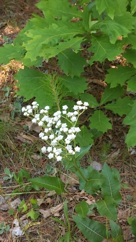 Parthenium integrifolium (wild quinine) (alternate view 5)