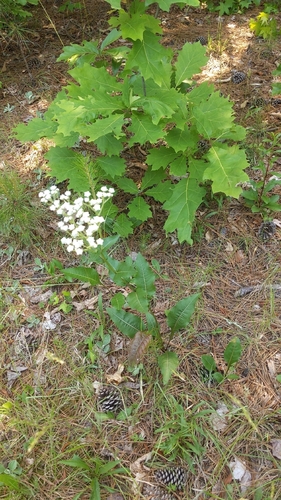 Parthenium integrifolium (wild quinine) (alternate view 6)