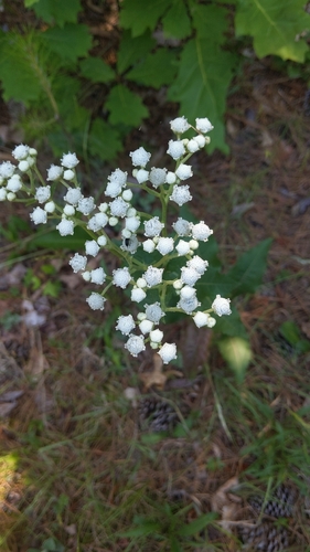 Parthenium integrifolium (wild quinine) (alternate view 7)