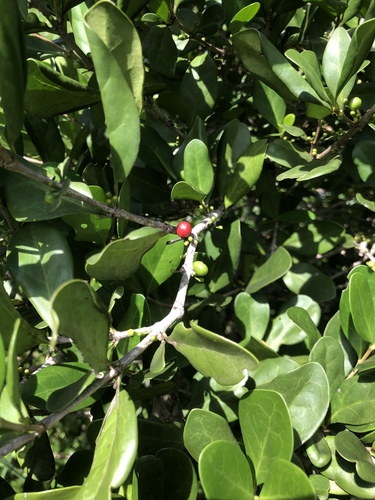 Cyclophyllum coprosmoides (Coast Canthium) (alternate view 5)