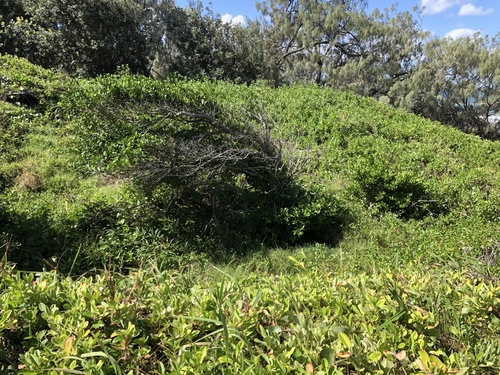Cyclophyllum coprosmoides (Coast Canthium) (alternate view 4)