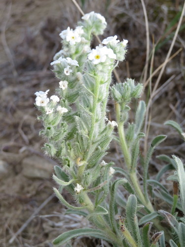 Oreocarya (Perennial Cryptanthas) (alternate view 4)