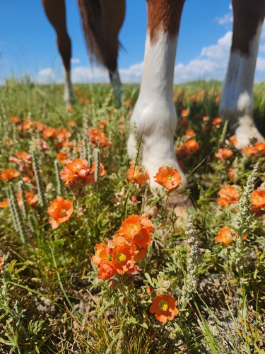 Sphaeralcea coccinea (Scarlet Globemallow) (alternate view 5)