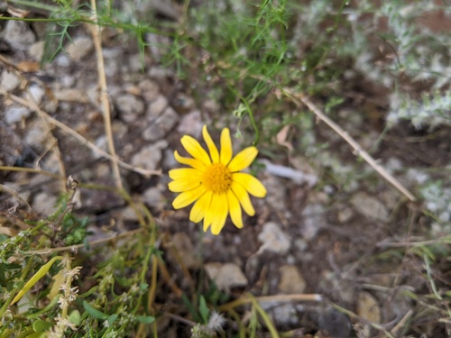 Senecio flaccidus (threadleaf groundsel)