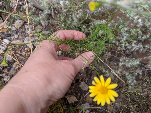 Senecio flaccidus (threadleaf groundsel) (alternate view 2)