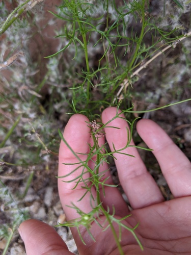Senecio flaccidus (threadleaf groundsel) (alternate view 3)