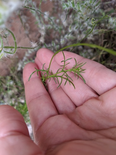 Senecio flaccidus (threadleaf groundsel) (alternate view 4)
