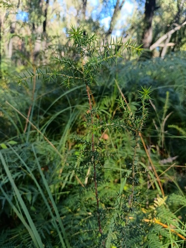 Pultenaea juniperina (prickly beauty)
