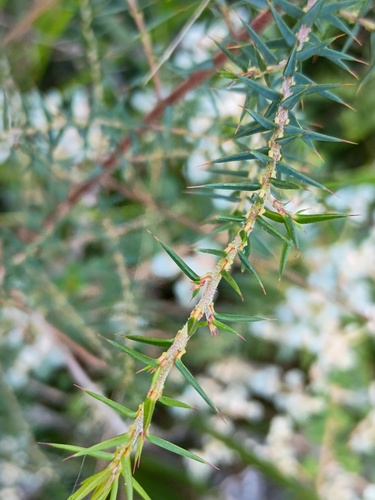 Pultenaea juniperina (prickly beauty) (alternate view 2)