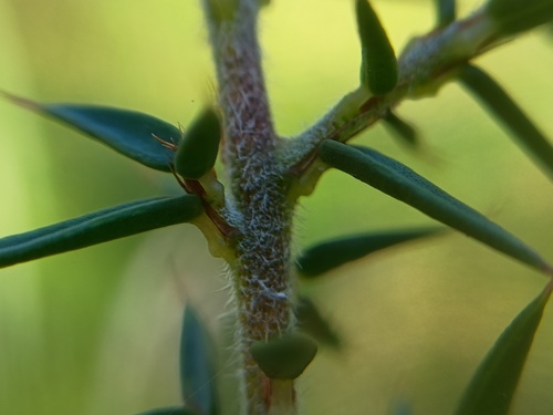 Pultenaea juniperina (prickly beauty) (alternate view 4)