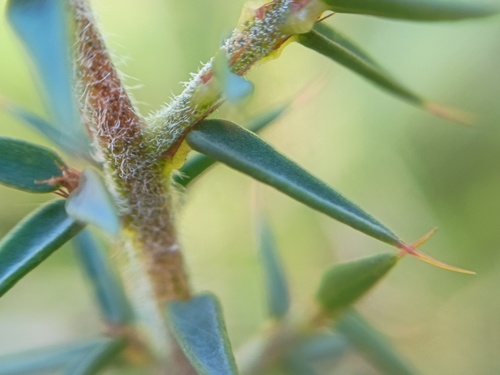 Pultenaea juniperina (prickly beauty) (alternate view 5)