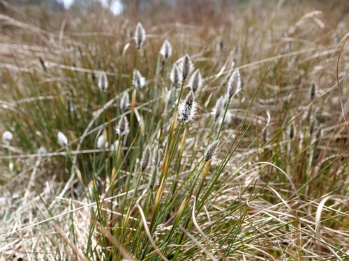 Eriophorum vaginatum (tussock cottongrass)