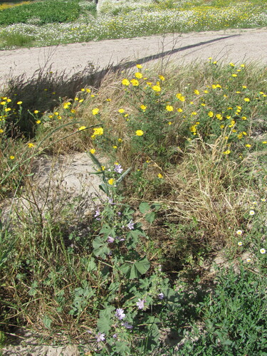Malva multiflora (Cretan mallow) (alternate view 6)