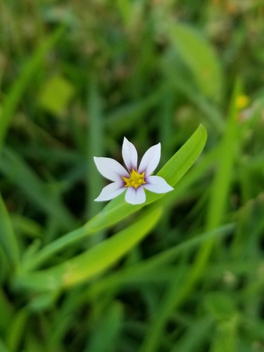 Sisyrinchium micranthum (Blue Pigroot)