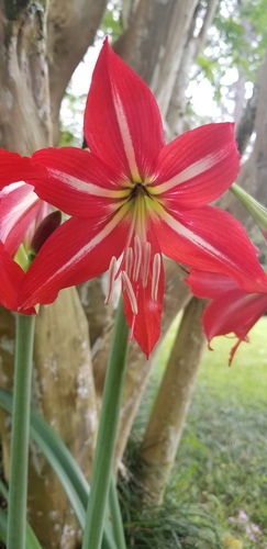 Hippeastrum × johnsonii (St Joseph's Lily) (alternate view 4)