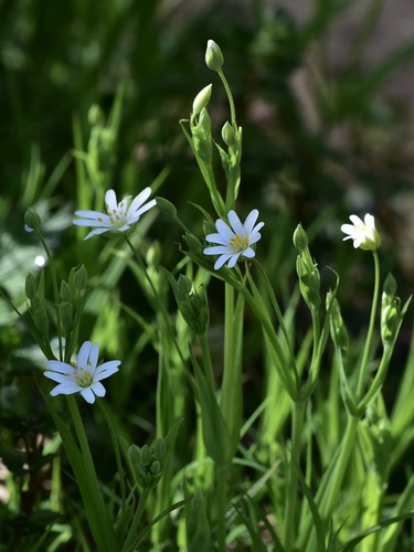 Rabelera holostea (greater stitchwort)