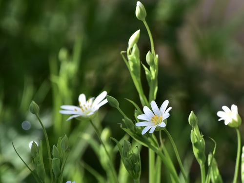 Rabelera holostea (greater stitchwort)