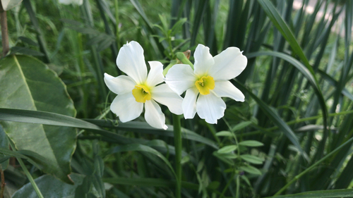 Narcissus × medioluteus (Primrose-peerless) (alternate view 13)