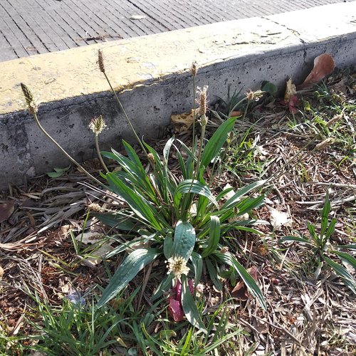 Plantago lanceolata (English plantain) (alternate view 5)