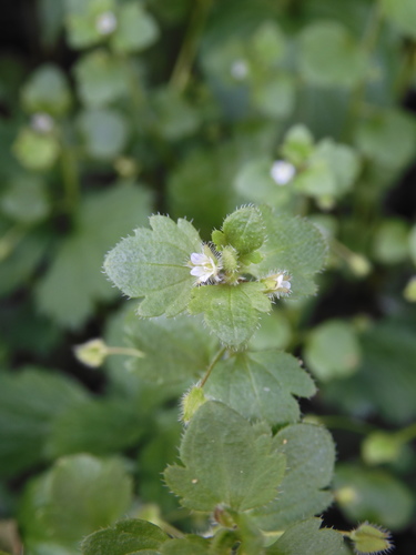 Veronica sublobata (Pink Ivy-leaved Speedwell)