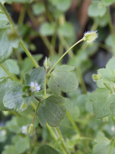 Veronica sublobata (Pink Ivy-leaved Speedwell)