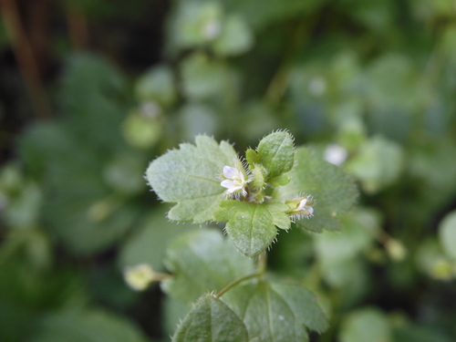 Veronica sublobata (Pink Ivy-leaved Speedwell)
