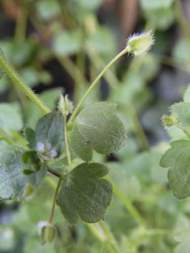 Veronica sublobata (Pink Ivy-leaved Speedwell)