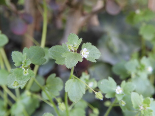 Veronica sublobata (Pink Ivy-leaved Speedwell)