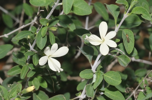 Barleria (Bushviolets) (alternate view 9)