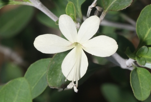 Barleria (Bushviolets) (alternate view 8)