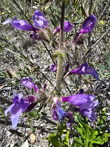 Penstemon rattanii (Rattan's Penstemon)