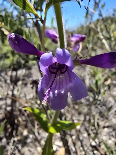 Penstemon rattanii (Rattan's Penstemon) (alternate view 2)