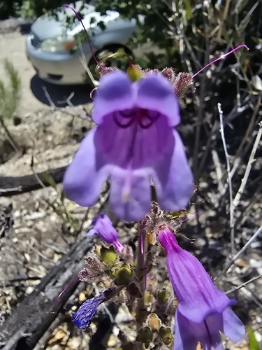 Penstemon rattanii (Rattan's Penstemon) (alternate view 3)