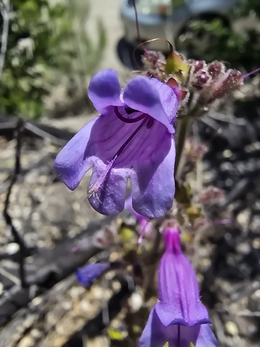 Penstemon rattanii (Rattan's Penstemon) (alternate view 4)