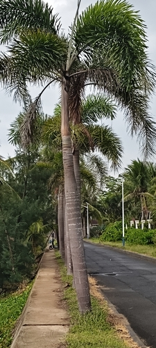 Wodyetia bifurcata (Foxtail Palm Tree) (alternate view 8)