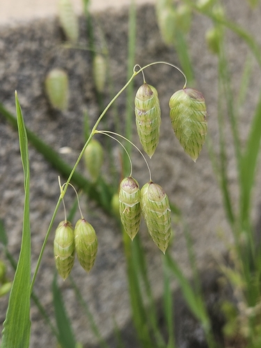 Briza maxima (big quaking grass) (alternate view 3)