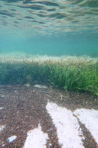 Posidonia australis (fibre-ball weed)