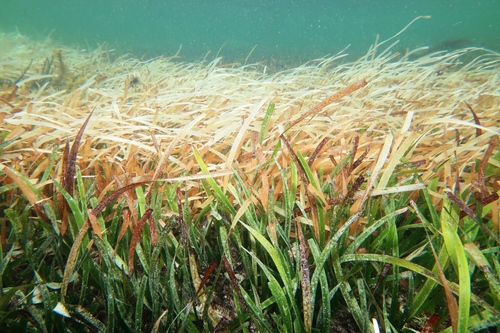 Posidonia australis (fibre-ball weed) (alternate view 2)
