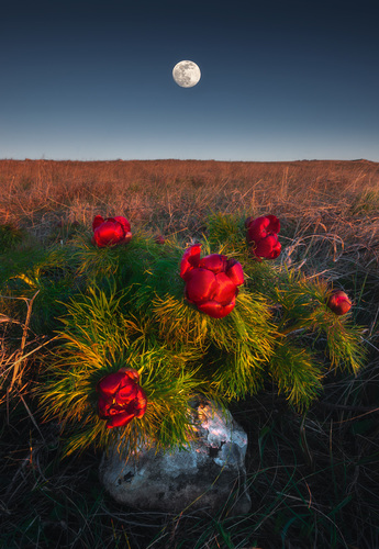 Paeonia (Peonies) (alternate view 5)