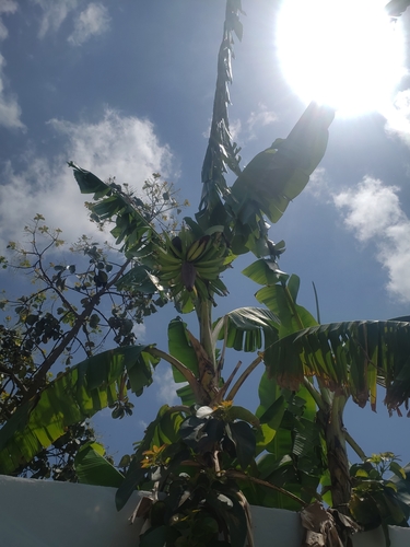 Musa × paradisiaca (Plantain) (alternate view 10)