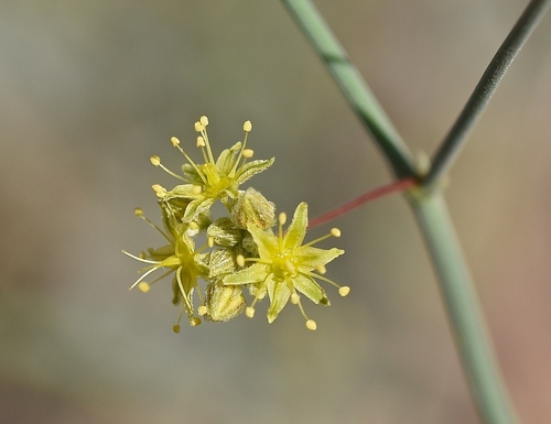 Eriogonum inflatum (Desert Trumpet) (alternate view 4)
