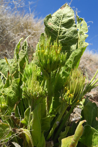 Balsamorhiza (balsamroots) (alternate view 6)